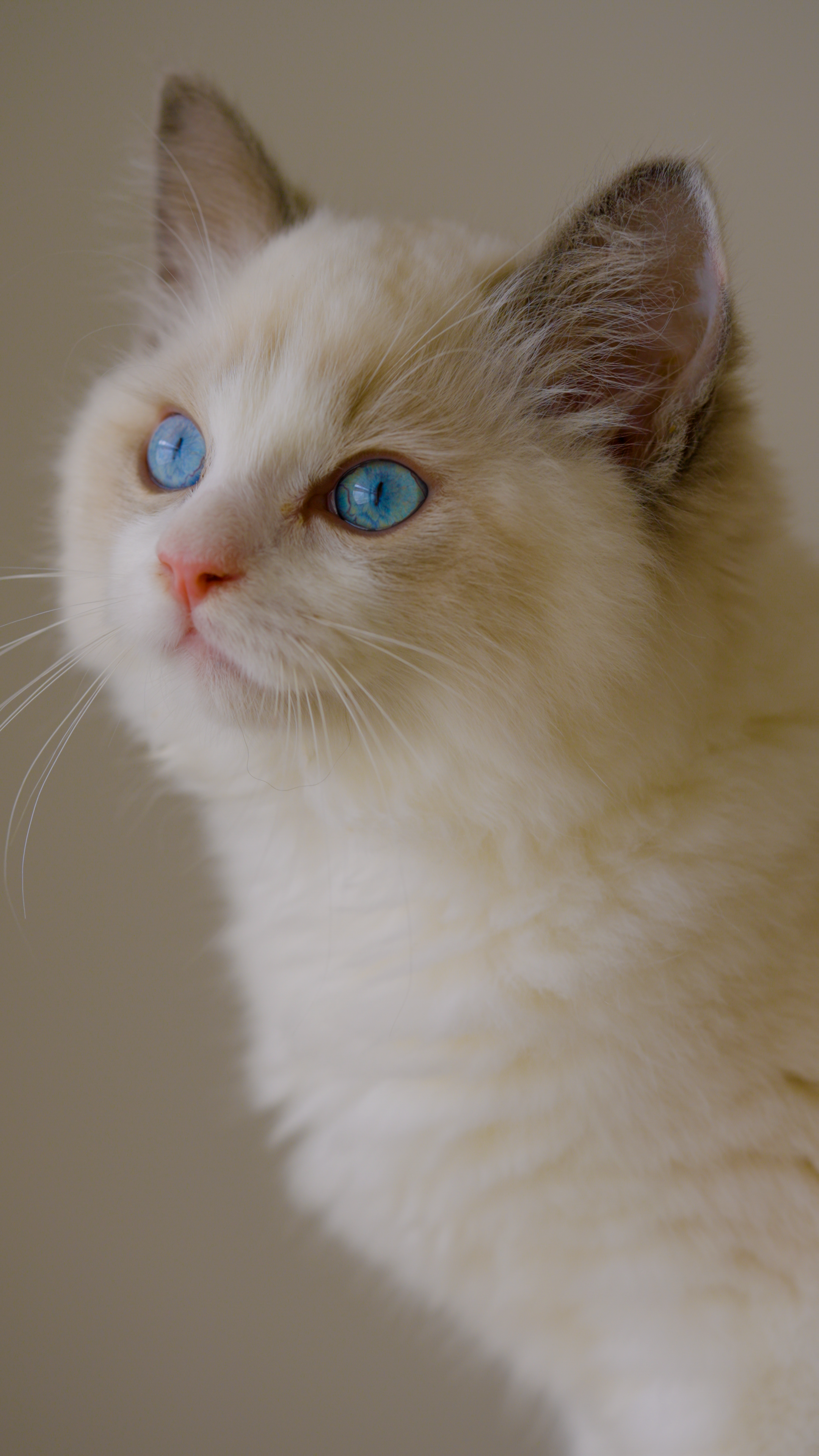 bester Ragdol Züchter von Potop