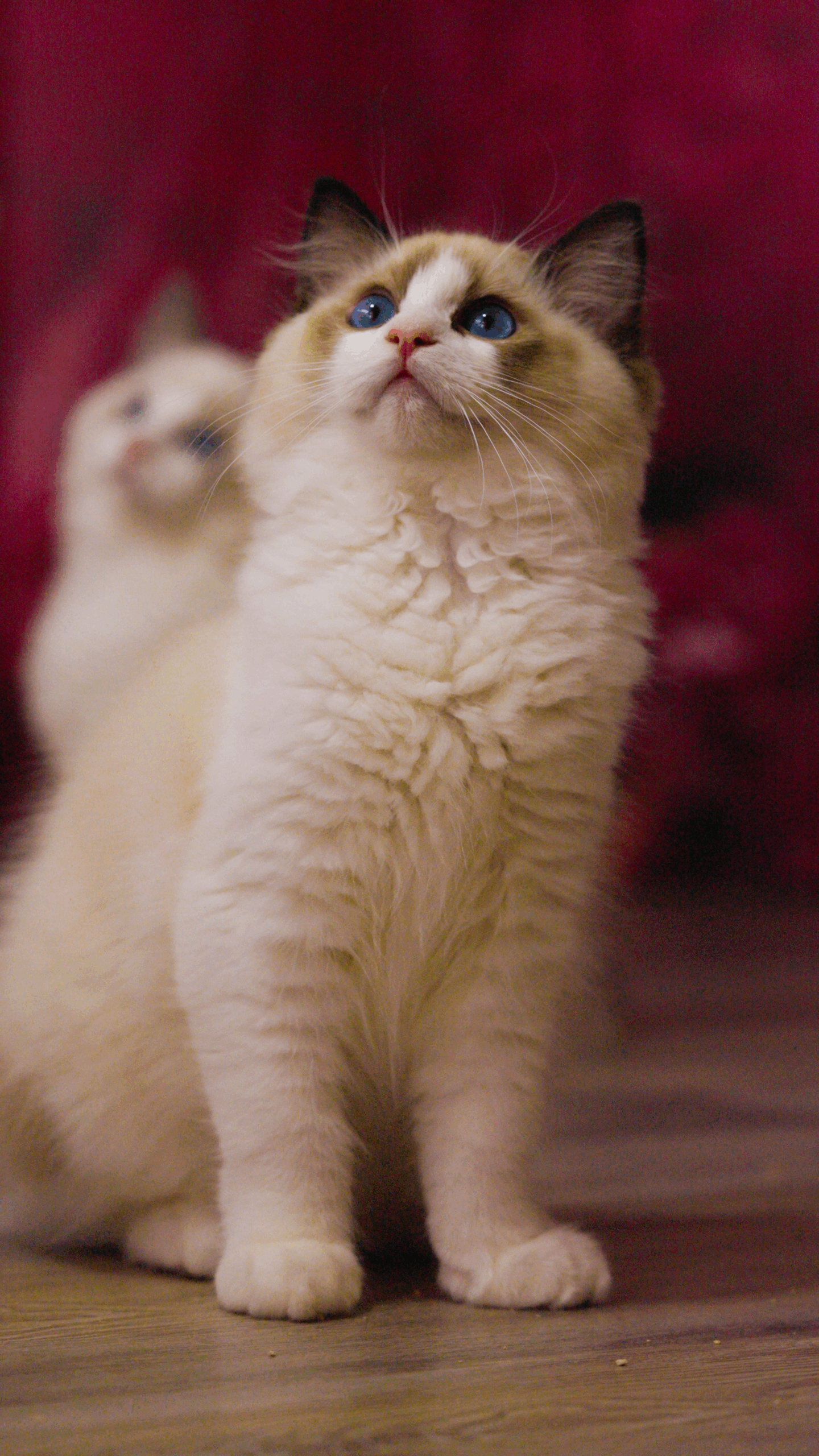 Beste Ragdoll Zucht von Potop Barbara Newton